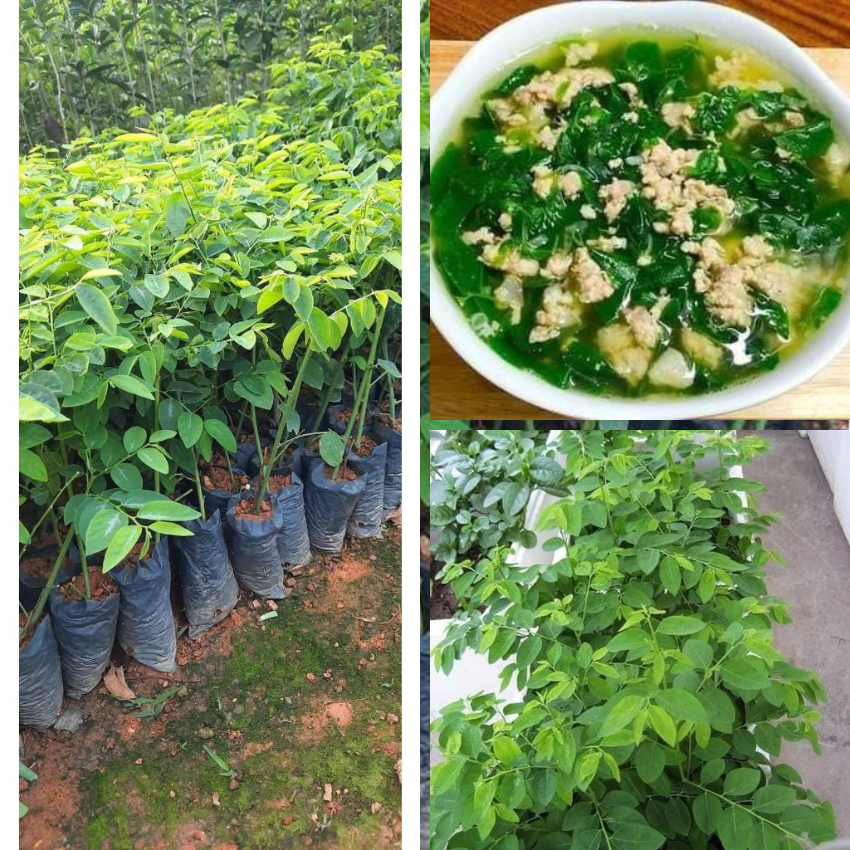COMBO 10 CÂY RAU NGÓT CÂY CÓ BẦ RỄ ỔN ĐỊNH | Shopee Việt Nam