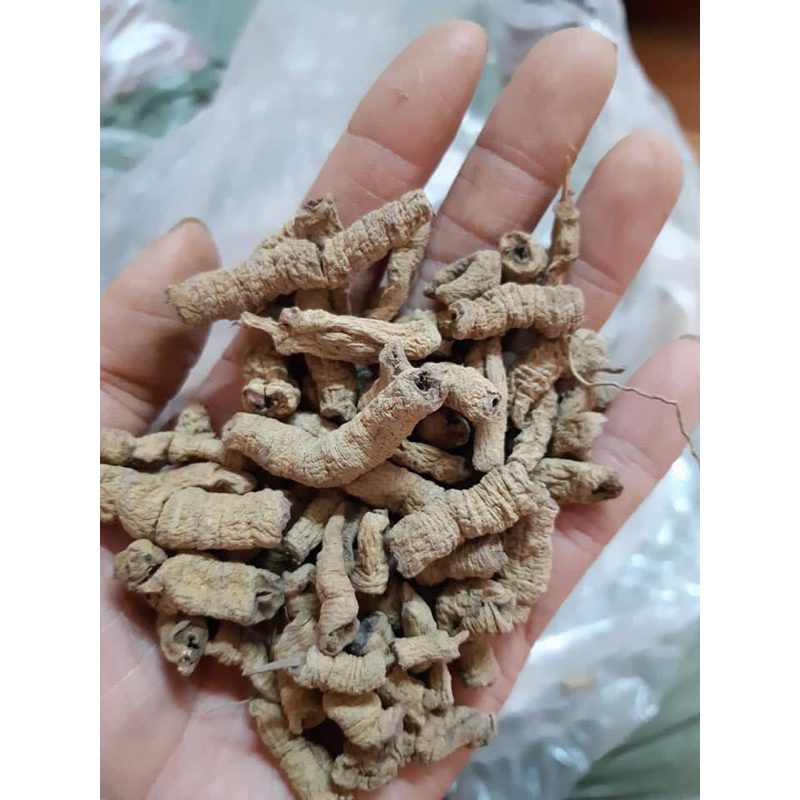 Ba Kích Tím, Củ Ba Kích Tím Hàng Chất Lượng ( Đẹp, Khô, Sạch )
