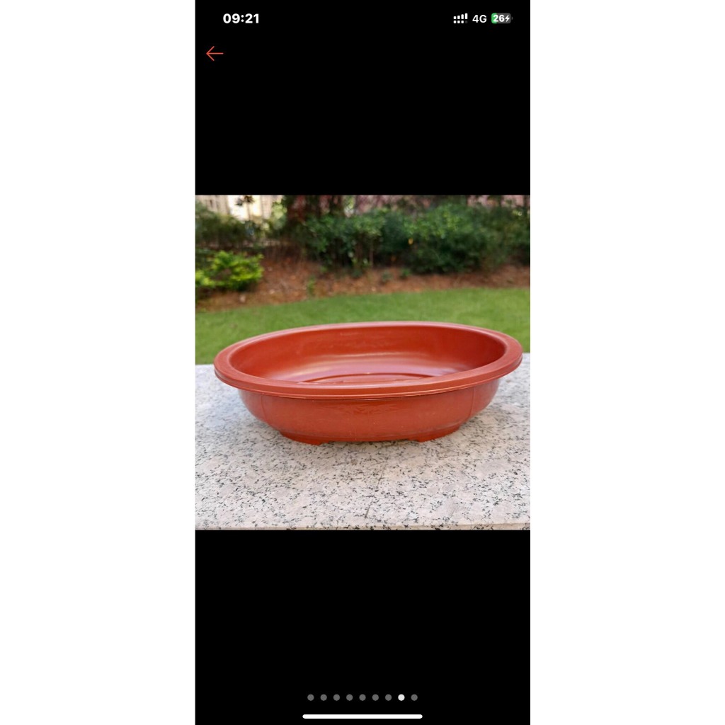 ( Ang  size lớn) Ang bầu dục hàng nhập khẩu dày dặn có nhiều size dùng trồng cây bonsai, cây cảnh, trồng rau