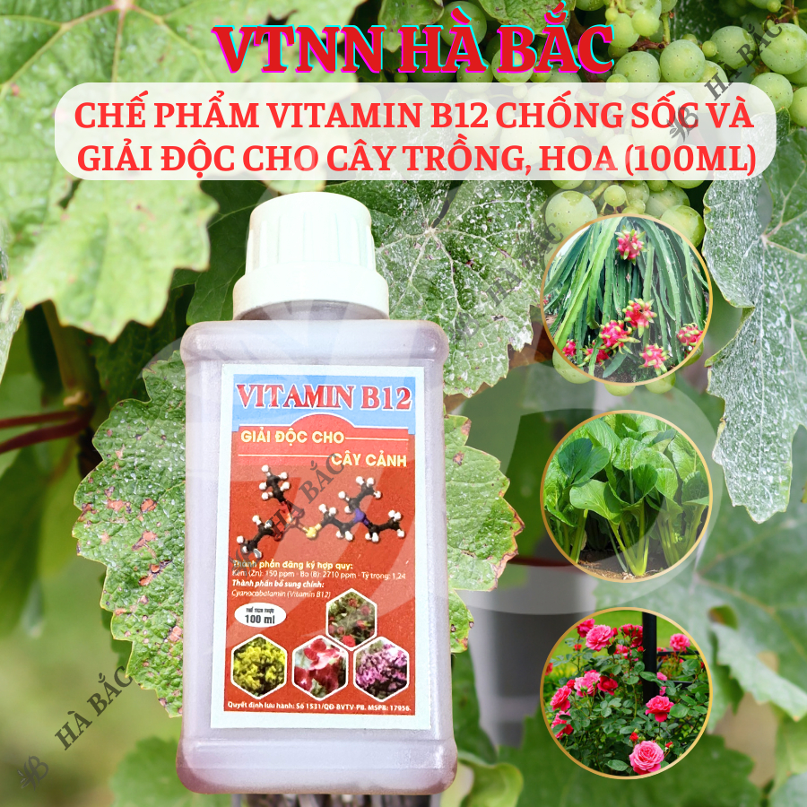 Chế phẩm vitamin B12 chống sốc và giải độc cho cây trồng, hoa kiểng (chai 100ml)