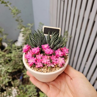 Set sen đá Hồng Sao Mix Móng Rồng xinh như ảnh thích hợp làm quà tặng cả chậu 9cm MẦM NẮNG GARDEN lỗi 1 đền 1