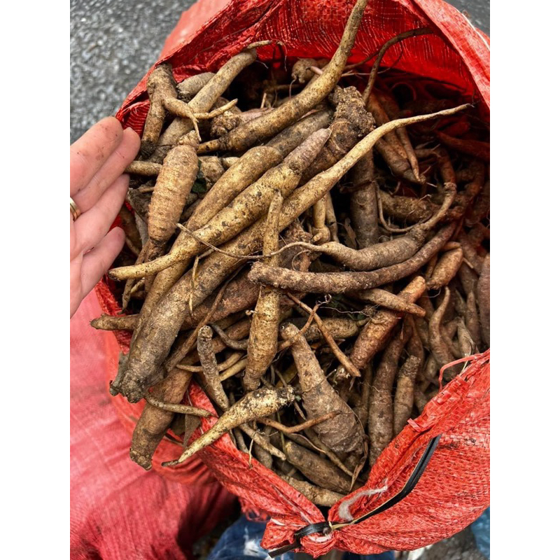 Đẳng sâm rừng tự nhiên (khô,sạch,đẹp) 500gr