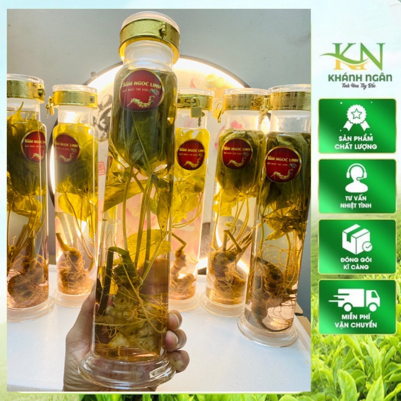 Sâm Ngọc Linh ngâm rượu ngô men lá Tây Bắc - Vị chuẩn sâm tốt cho sức khoẻ( Bình 1.5L dáng đẹp)
