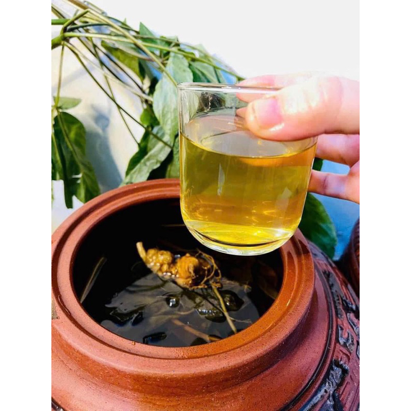 Sâm Ngọc Linh ngâm rượu ngô men lá Tây Bắc - Vị chuẩn sâm tốt cho sức khoẻ( Bình 1.5L dáng đẹp)