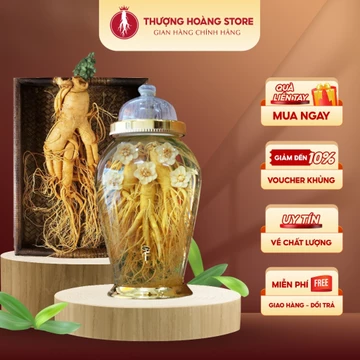 Nhân Sâm Tươi Nguyên Củ Hàn Quốc Đến 20 Năm Tuổi - Nhân Sâm Thượng Hoàng từ Geumsan Korea - Nhân Sâm Tươi Tốt Sức Khỏe