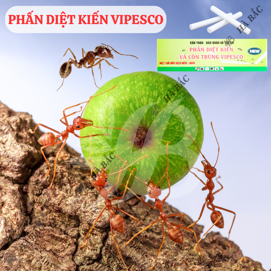Phấn Vẽ Diệt Kiến Và Côn Trùng (2 Viên/Hộp) - Diệt Trừ Kiến Hiệu Quả