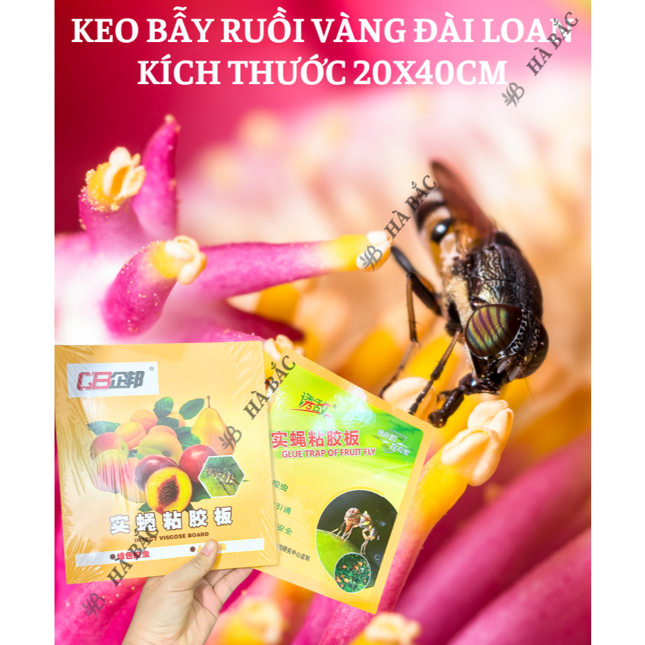 Keo bẫy ruồi vàng kích thước 20x40cm, dính các loại ruồi gây hại cho cây và các côn trùng chích hút