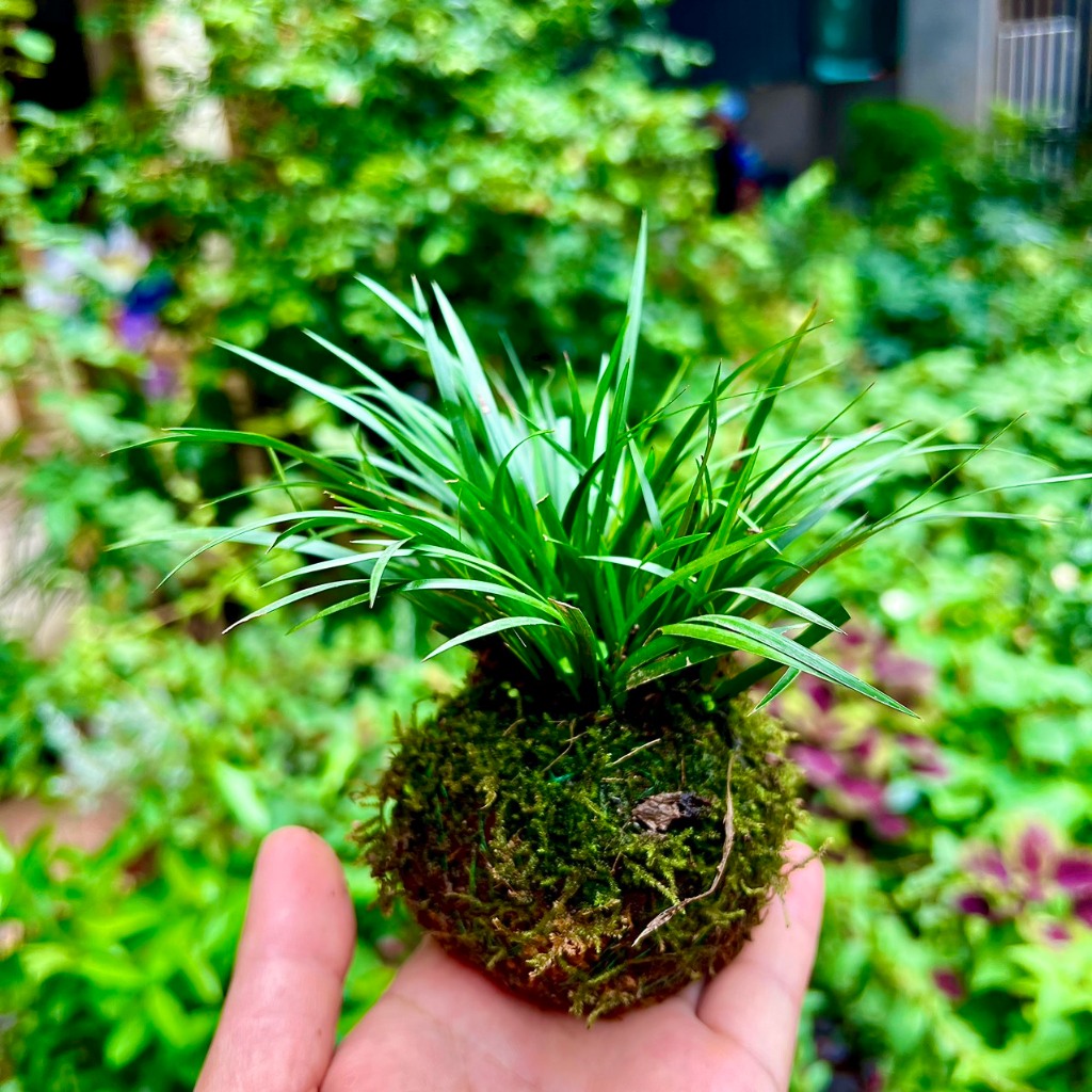 Cây cỏ thơm thạch xương bồ (hổ tu) Kokedama cầu rêu -ảnh thật | Shopee ...
