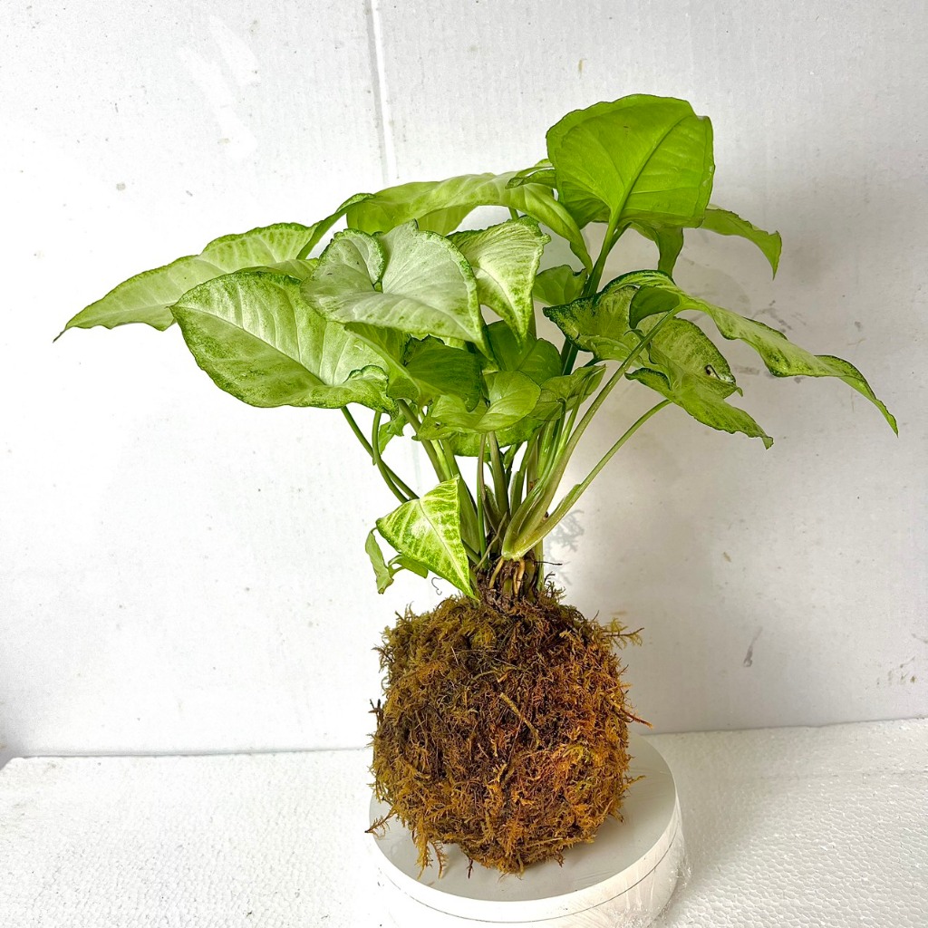 Cây rau muống nhật cảnh Kokedama cầu rêu (ảnh thật). | Shopee Việt Nam