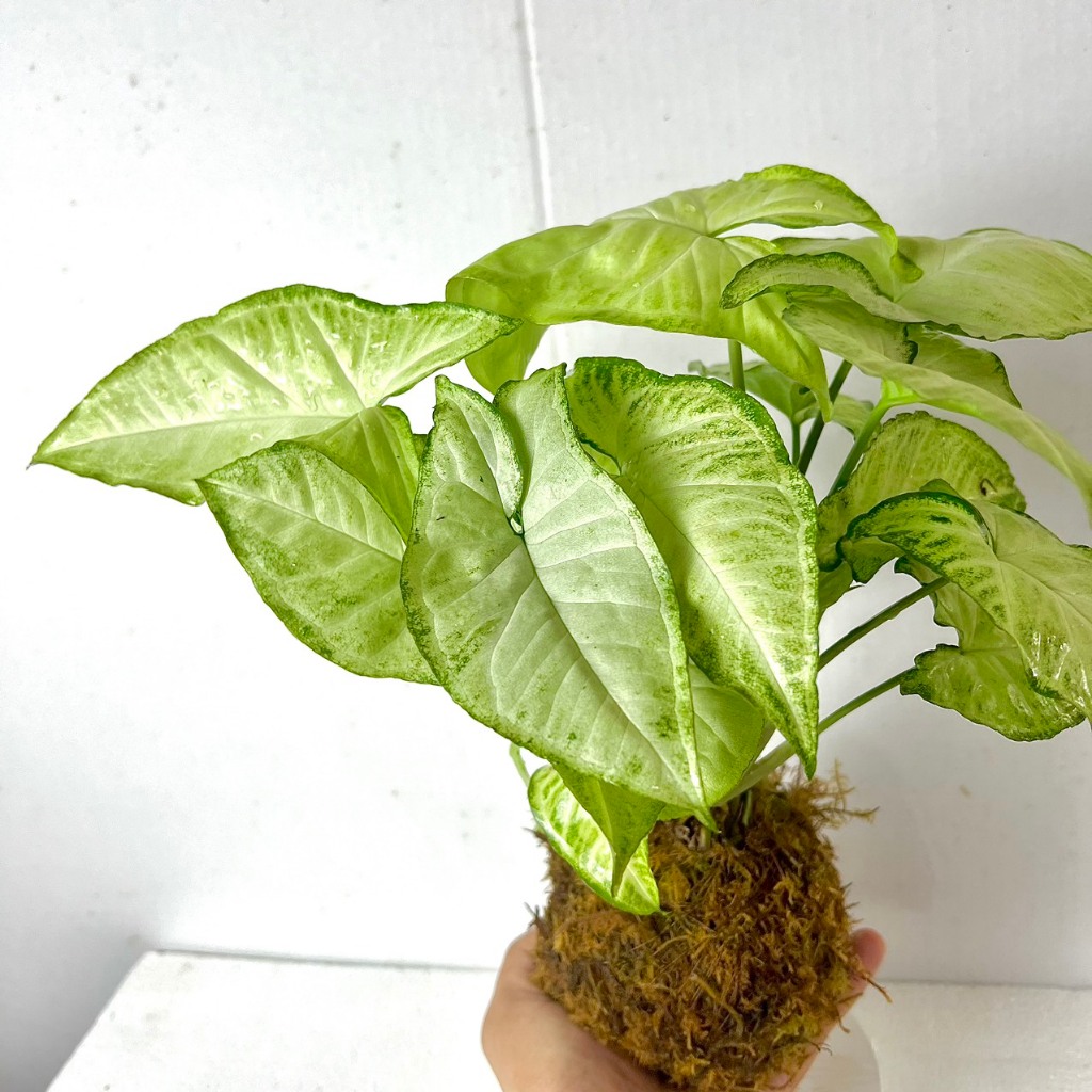 Cây rau muống nhật cảnh Kokedama cầu rêu (ảnh thật). | Shopee Việt Nam