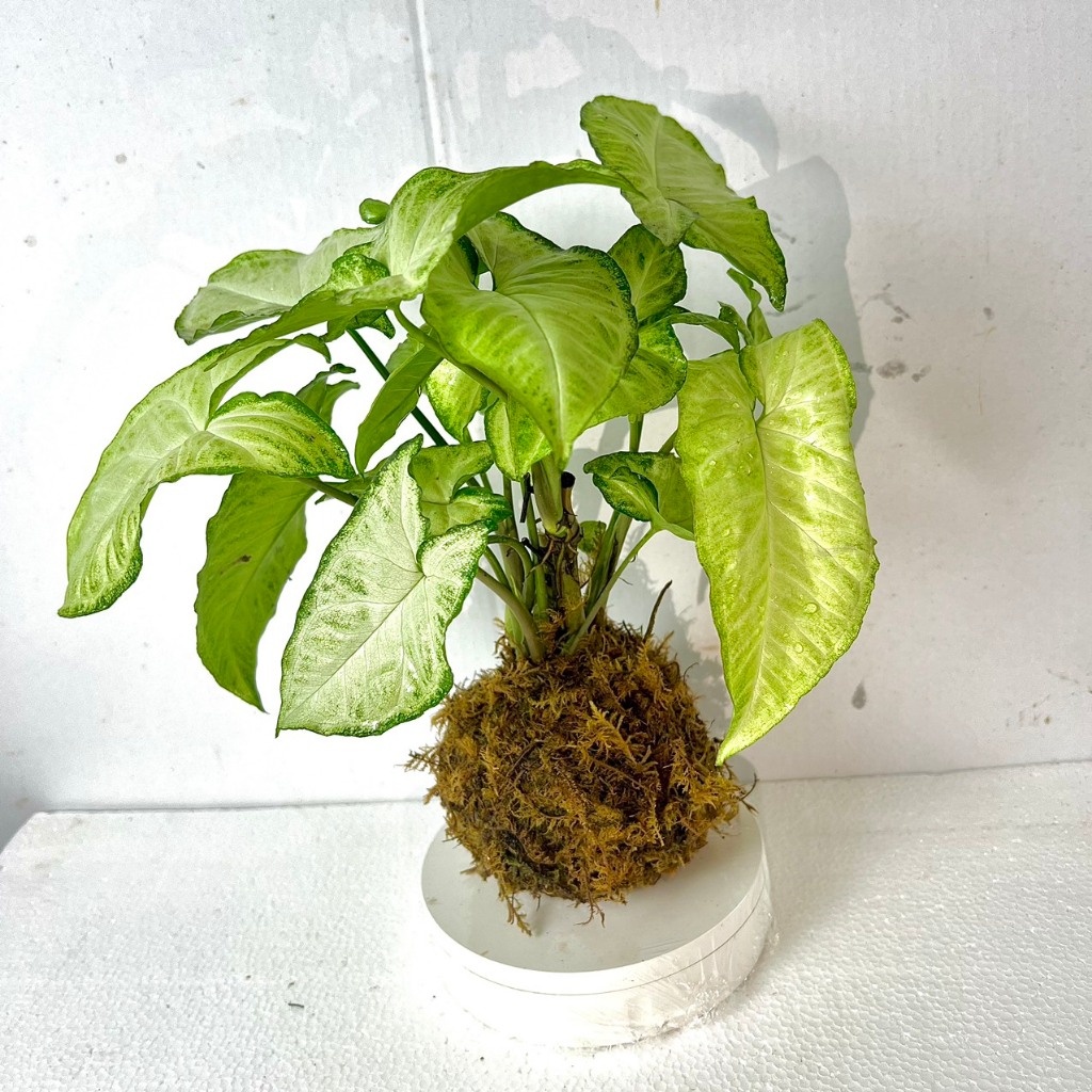 Cây rau muống nhật cảnh Kokedama cầu rêu (ảnh thật). | Shopee Việt Nam