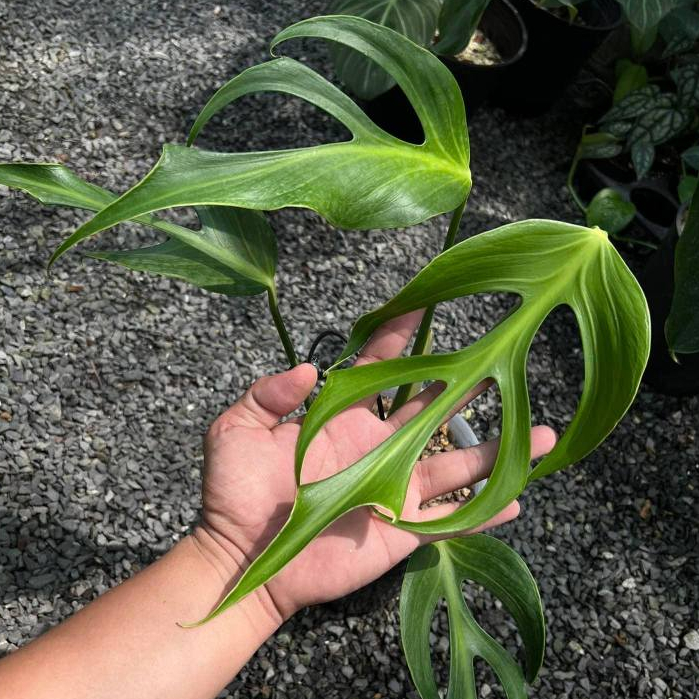 Monstera Burle Marx Flame - Mons Form 8 (F8) - Cây kiểng lá cao cấp ...