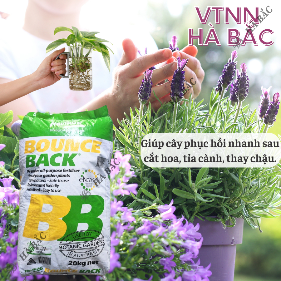 Phân Hữu Cơ viên nén đậm đặc Bounce Back- BB Úc (bao 20KG), dùng cho cây kiểng, hoa lan, bonsai và các loại cây trồng