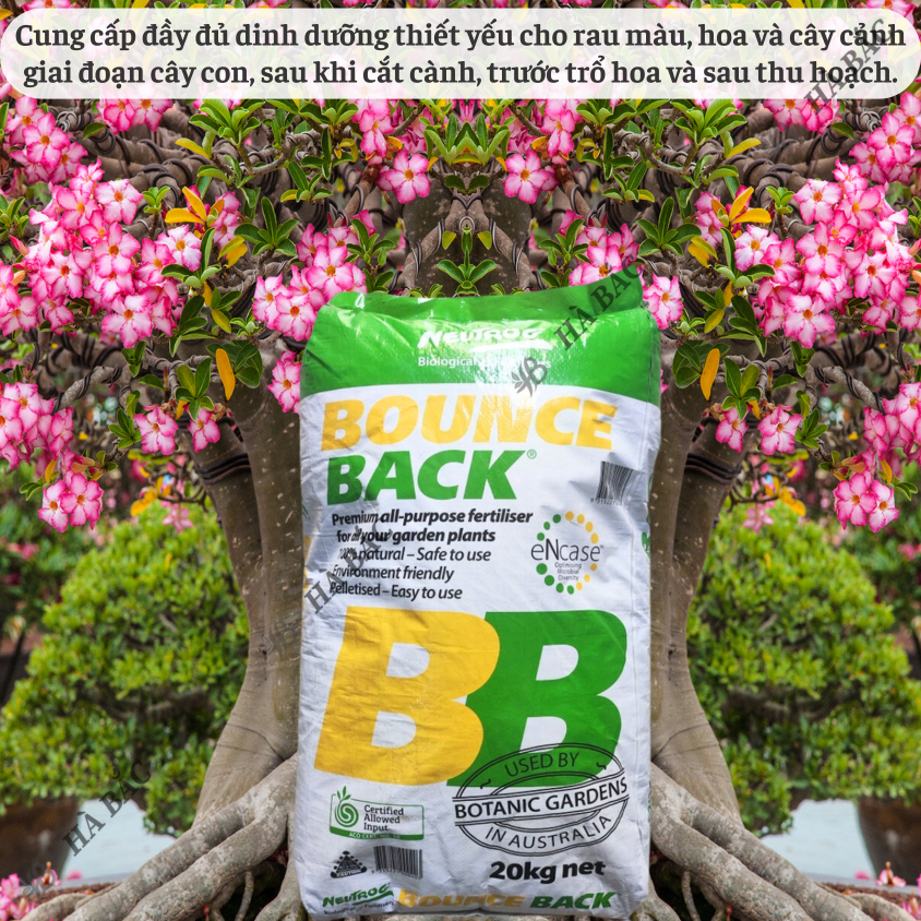 Phân Hữu Cơ viên nén đậm đặc Bounce Back- BB Úc (bao 20KG), dùng cho cây kiểng, hoa lan, bonsai và các loại cây trồng