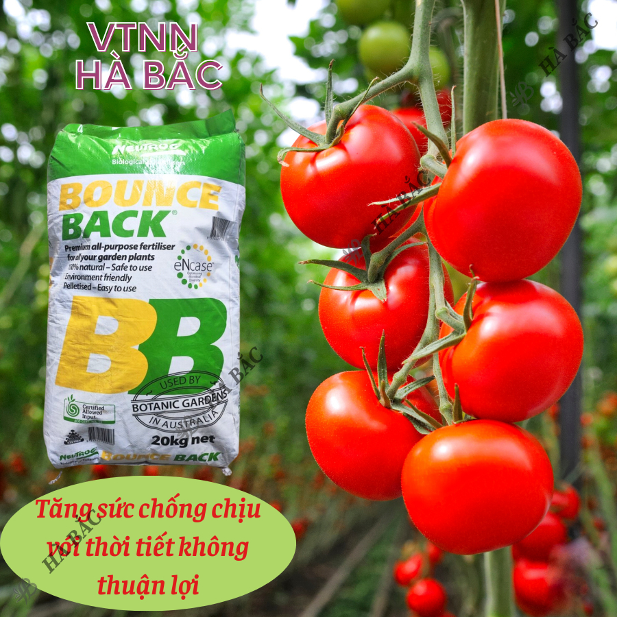 Phân Hữu Cơ viên nén đậm đặc Bounce Back- BB Úc (bao 20KG), dùng cho cây kiểng, hoa lan, bonsai và các loại cây trồng