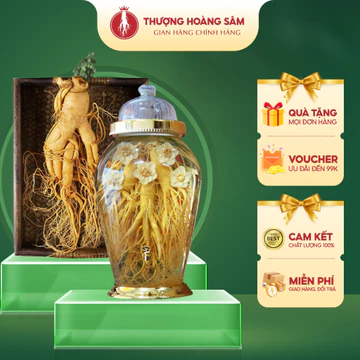 Sâm Tươi Hàn Quốc Size Lớn Đến 20 Năm Tuổi Có Hoa - Sâm Tươi Thu Hoạch Geaumsan Korea Thượng Hạng - Thượng Hoàng Sâm