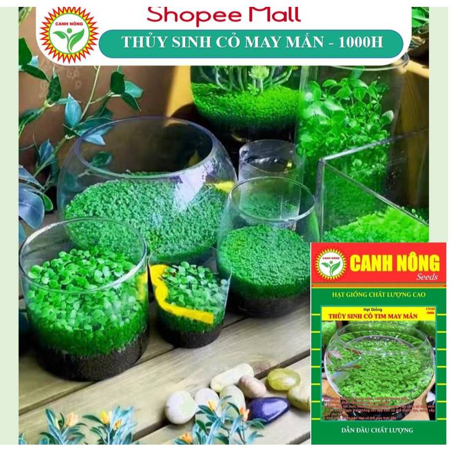 Hạt Giống Cây Thủy Sinh Cỏ May Mắn (Cỏ Tình Yêu) 1000 Hạt - Hạt Giống CANH NÔNG