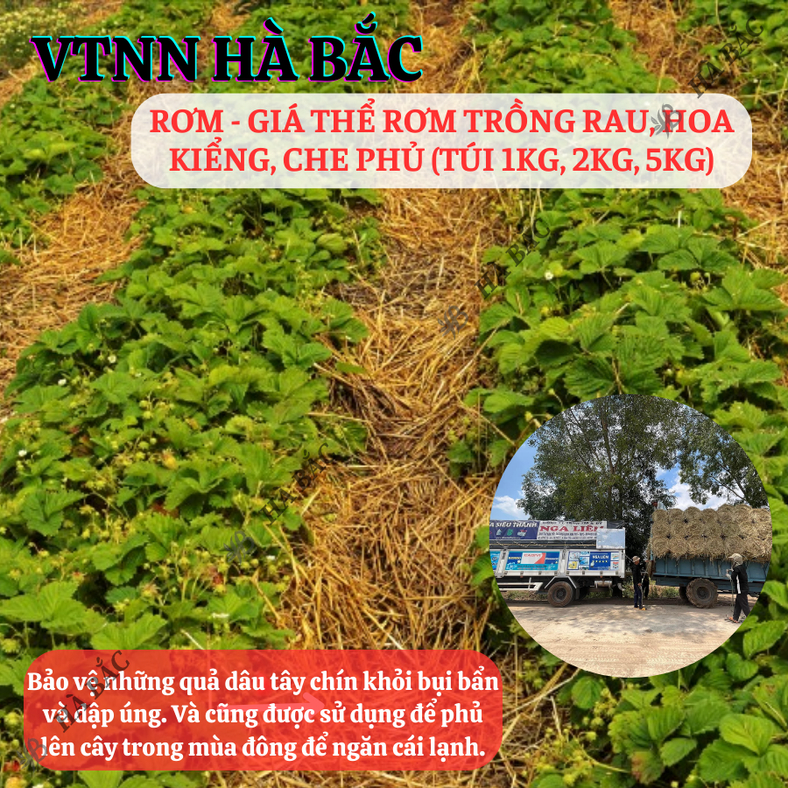 Giá Thể Rơm Khô Dùng Che Phủ Đất, Trồng Rau, Hoa Kiểng, Trang Trí, Vật Liệu Thân Thiện Môi Trường (túi 1kg, 2kg, 5kg)