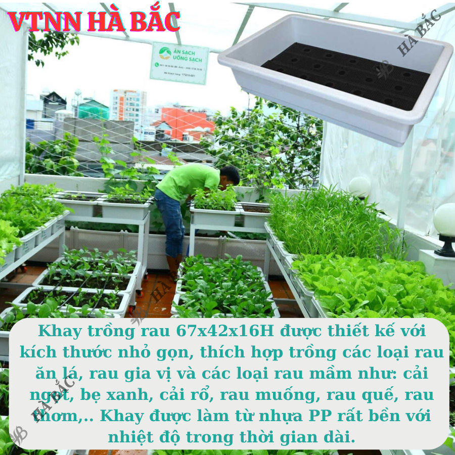 Khay (Chậu) Trồng Rau Sạch Hình Chữ Nhật Siêu Bền 3 MÀU "Đen, Xanh Rêu, Trắng" kích thước 65x42x16H, Nhựa cao cấp PP
