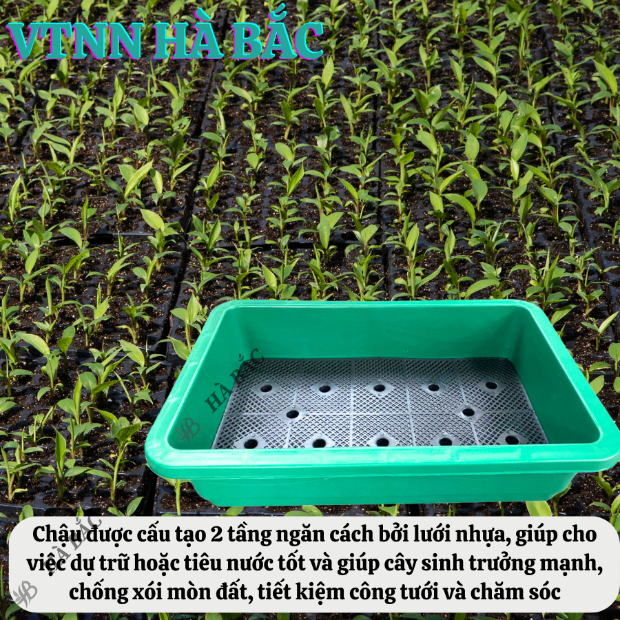 Khay (Chậu) Trồng Rau Sạch Hình Chữ Nhật Siêu Bền 3 MÀU "Đen, Xanh Rêu, Trắng" kích thước 65x42x16H, Nhựa cao cấp PP