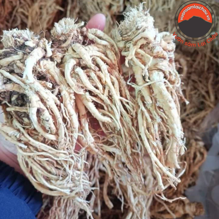 Sâm đương quy khô loại 1 sấy lạnh từ đương quy tươi Sìn Hồ giữ nguyên dược tính giúp bổ huyết, tăng sức đề kháng