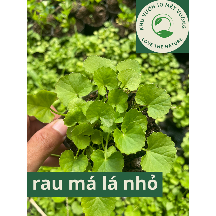 Cây Rau Lá: cây giống rau má lá nhỏ - rau má ta - rau má đồng - bầu ổn ...