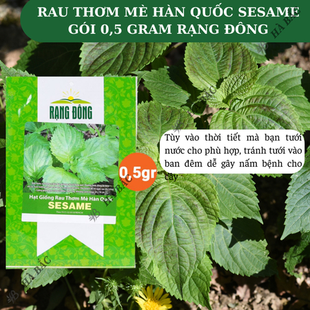 Hạt Giống Rau Thơm Mè Sesame RADO ( Gói 0,5g~100 Hạt) Rạng Đông, Ăn Kèm Đồ Nướng, Lá Thơm, Trồng Quanh Năm