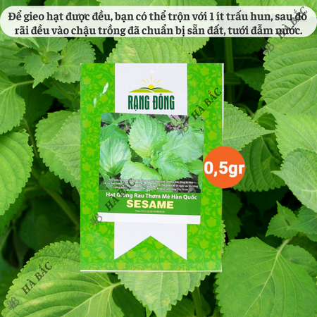 Hạt Giống Rau Thơm Mè Sesame RADO ( Gói 0,5g~100 Hạt) Rạng Đông, Ăn Kèm Đồ Nướng, Lá Thơm, Trồng Quanh Năm