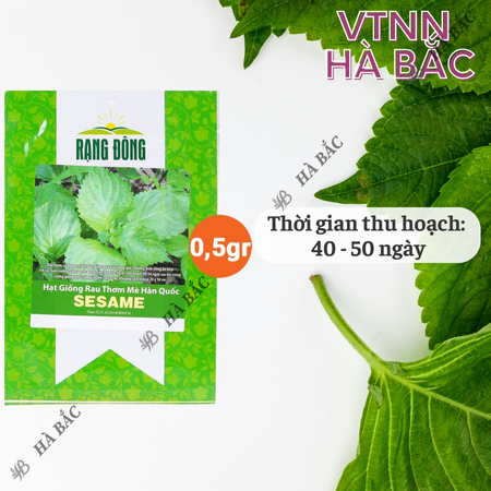 Hạt Giống Rau Thơm Mè Sesame RADO ( Gói 0,5g~100 Hạt) Rạng Đông, Ăn Kèm Đồ Nướng, Lá Thơm, Trồng Quanh Năm