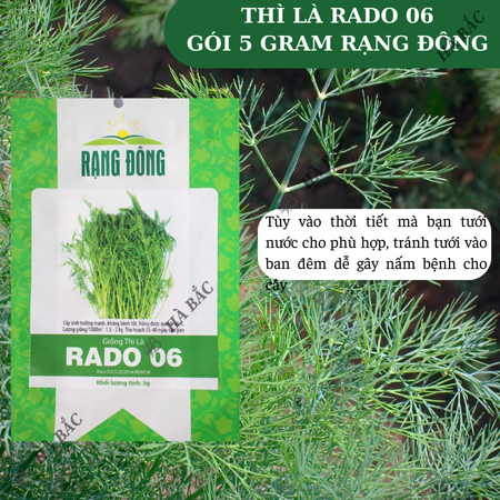 Hạt Giống Thì Là RADO 06 (Gói 5g~2400 Hạt) Rạng Đông, Sinh Trưởng Mạnh, Thu Hoạch Nhiều Lần, Trồng Quanh Năm