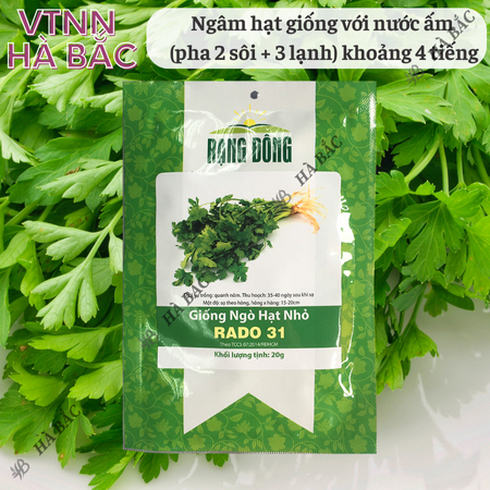 Hạt Giống Ngò Hạt Nhỏ RADO 31 (Gói 20g~3000 Hạt) Rạng Đông, Ngò Rí Dễ Chăm, Kháng Bệnh Tốt, Trồng Quanh Năm