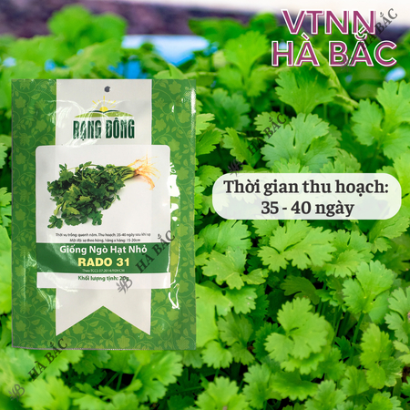 Hạt Giống Ngò Hạt Nhỏ RADO 31 (Gói 20g~3000 Hạt) Rạng Đông, Ngò Rí Dễ Chăm, Kháng Bệnh Tốt, Trồng Quanh Năm