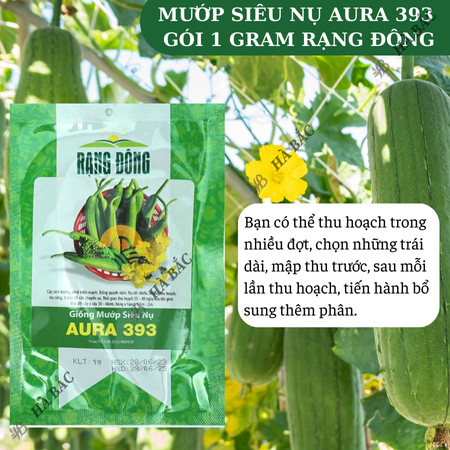 Hạt Giống Mướp Siêu Nụ Aura RADO 393 (Gói 1g~10 Hạt) Rạng Đông, Dễ Chăm Sóc, Nụ Cứng, Dễ Vận Chuyển, Trồng Quanh Năm