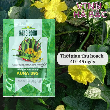 Hạt Giống Mướp Siêu Nụ Aura RADO 393 (Gói 1g~10 Hạt) Rạng Đông, Dễ Chăm Sóc, Nụ Cứng, Dễ Vận Chuyển, Trồng Quanh Năm