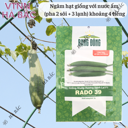 Hạt Giống Mướp Hương Xanh Lai F1 RADO 39 (Gói 1g~12 Hạt) Rạng Đông, Sinh Trưởng Khỏe, Năng Suất Cao, Dễ Chăm Sóc