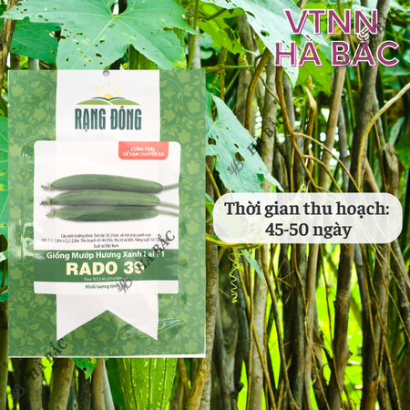 Hạt Giống Mướp Hương Xanh Lai F1 RADO 39 (Gói 1g~12 Hạt) Rạng Đông, Sinh Trưởng Khỏe, Năng Suất Cao, Dễ Chăm Sóc