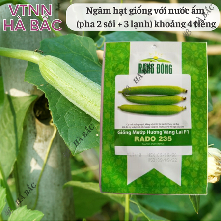 Hạt Giống Mướp Hương Vàng Lai F1 RADO 235 (Gói 1g~10 Hạt) Rạng Đông, Trái Cứng, Vận Chuyển Xa
