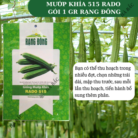 Hạt Giống Mướp Khía RADO 515 (Gói 1g~10 Hạt) Rạng Đông, Nảy Mầm Tốt, Năng Suất Cao, Trái Dài, Trồng Quanh Năm