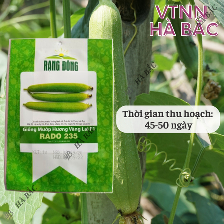 Hạt Giống Mướp Hương Vàng Lai F1 RADO 235 (Gói 1g~10 Hạt) Rạng Đông, Trái Cứng, Vận Chuyển Xa