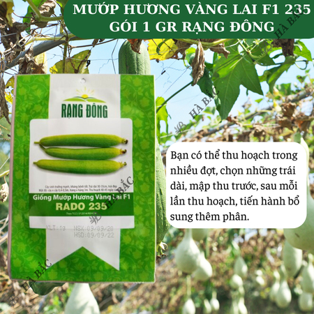 Hạt Giống Mướp Hương Vàng Lai F1 RADO 235 (Gói 1g~10 Hạt) Rạng Đông, Trái Cứng, Vận Chuyển Xa