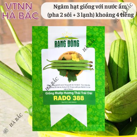 Hạt Giống Mướp Hương Thái Trái Dài RADO 388 (Gói 1g~10 Hạt) Rạng Đông, Thơm, Ngọt, Trồng Quanh Năm