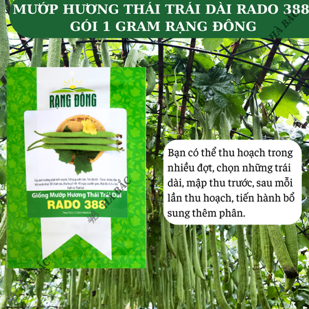 Hạt Giống Mướp Hương Thái Trái Dài RADO 388 (Gói 1g~10 Hạt) Rạng Đông, Thơm, Ngọt, Trồng Quanh Năm