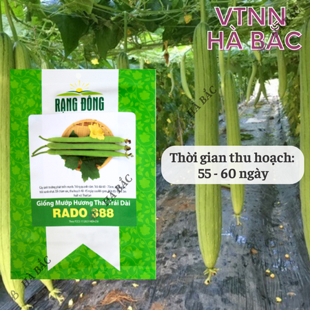 Hạt Giống Mướp Hương Thái Trái Dài RADO 388 (Gói 1g~10 Hạt) Rạng Đông, Thơm, Ngọt, Trồng Quanh Năm