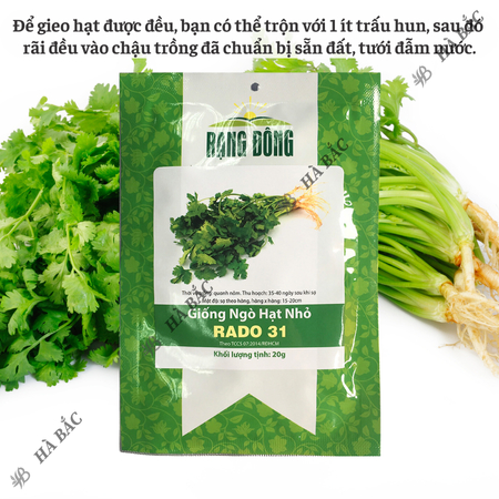 Hạt Giống Ngò Hạt Nhỏ RADO 31 (Gói 20g~3000 Hạt) Rạng Đông, Ngò Rí Dễ Chăm, Kháng Bệnh Tốt, Trồng Quanh Năm
