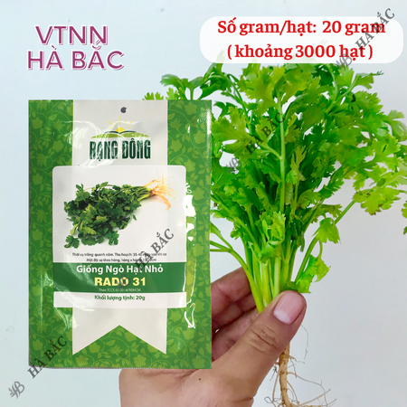 Hạt Giống Ngò Hạt Nhỏ RADO 31 (Gói 20g~3000 Hạt) Rạng Đông, Ngò Rí Dễ Chăm, Kháng Bệnh Tốt, Trồng Quanh Năm