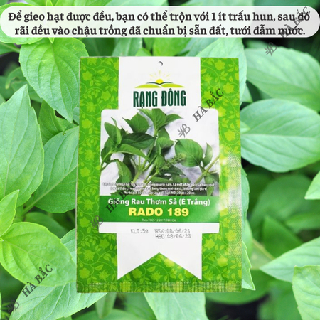 Hạt Giống Rau Thơm Sả (É Trắng) RADO 189 (Gói 5g~2000 Hạt) Rạng Đông, Sinh Trưởng Khỏe, Trồng Quanh Năm