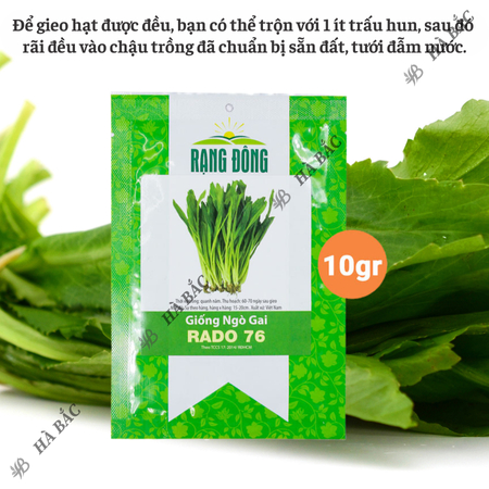 Hạt Giống Ngò Gai Rado 76 (Gói 10g~12000 Hạt) Rạng Đông, (Rau Thơm Mùi Tàu) Sinh Trưởng Khỏe, Trồng Quanh Năm