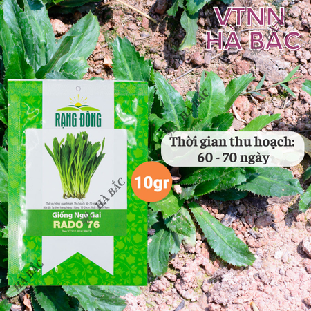 Hạt Giống Ngò Gai Rado 76 (Gói 10g~12000 Hạt) Rạng Đông, (Rau Thơm Mùi Tàu) Sinh Trưởng Khỏe, Trồng Quanh Năm