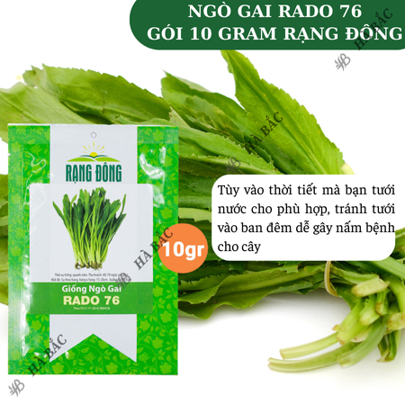 Hạt Giống Ngò Gai Rado 76 (Gói 10g~12000 Hạt) Rạng Đông, (Rau Thơm Mùi Tàu) Sinh Trưởng Khỏe, Trồng Quanh Năm