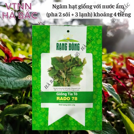 Hạt Giống Tía Tô RADO 78 (Gói 2,5g~1400 Hạt) Rạng Đông, Cao Sản, Nảy Mầm Tốt, Dễ Chăm Sóc, Trồng Năm Năm